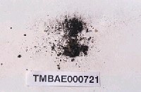 藏品(裂瓣大帽苔)的圖片